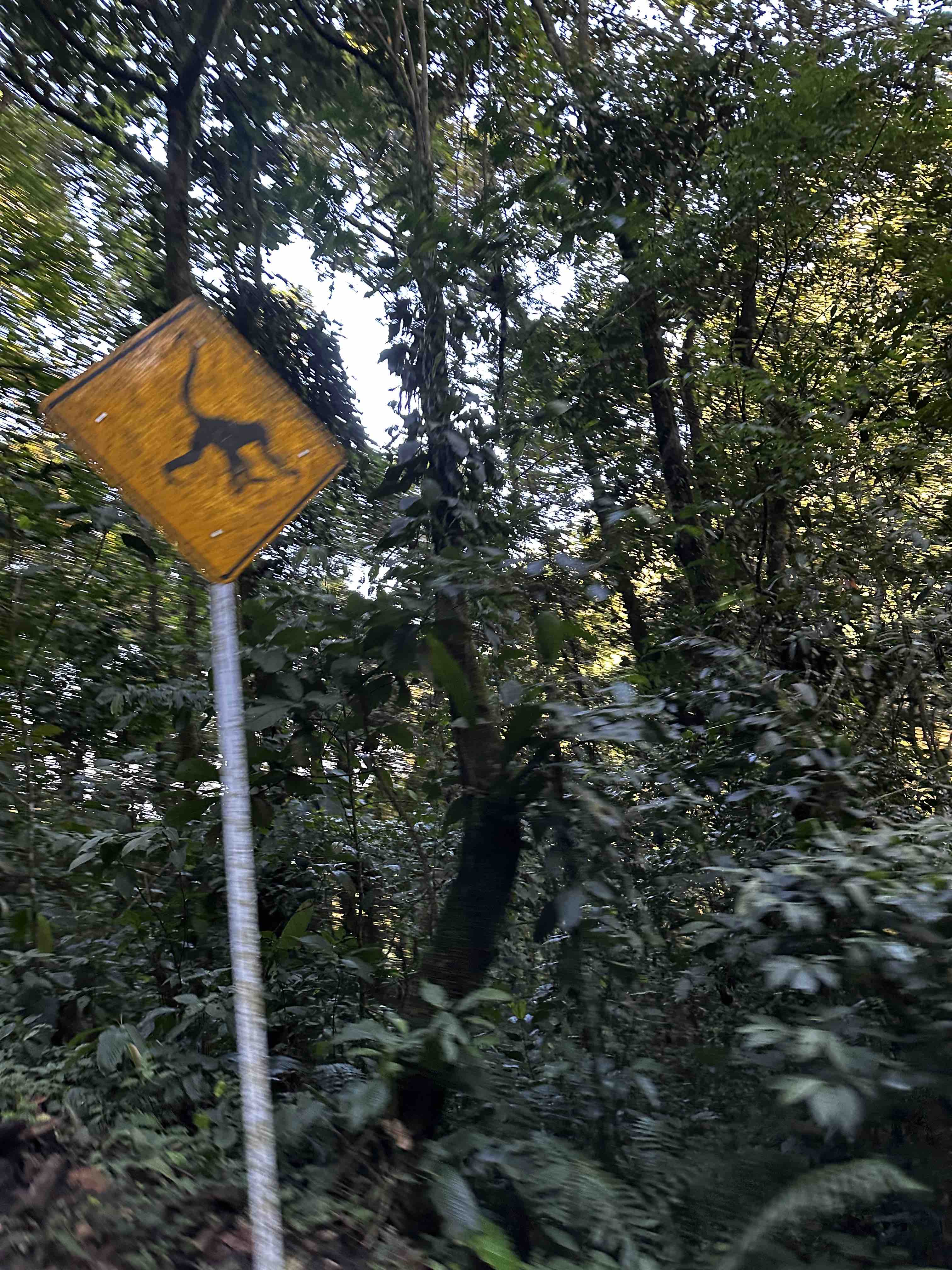 Monkey Sign